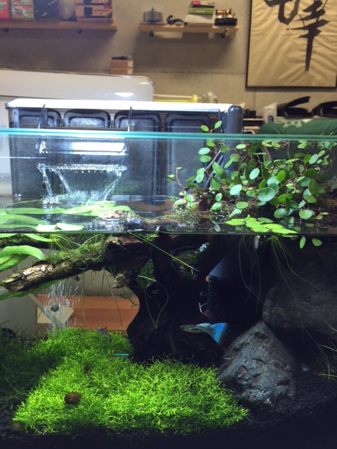 aquarium2015-10-27.JPG