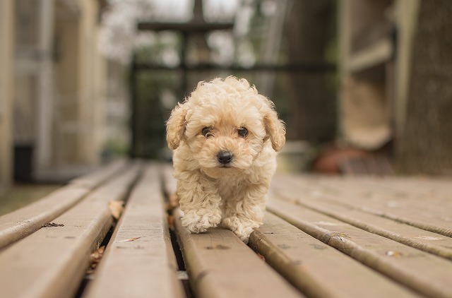 犬写真